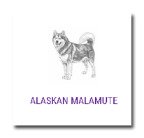 Ring Alaskan Malamute