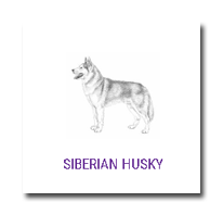 Ring Siberian Husky
