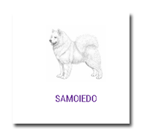 Ring Samoiedo