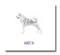 Ring Akita 