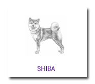Ring Shiba