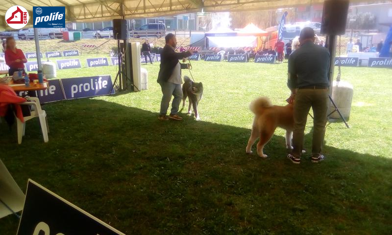 67f1058acee29-17438488297651601735228.jpg