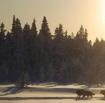L’ eredità di Seppala da Kreevanka ad oggi