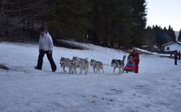 VIDEO SLEDDOG CAMP PIAN DEL CANSIGLIO 2022