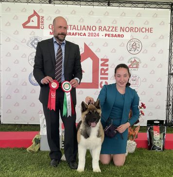 FOTO MONOGRAFICA 2024 AKITA AMERICANO